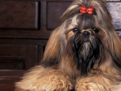 Shih Tzu Portrait With Hair Tied Up by Adriano Bacchella Pricing Limited Edition Print image