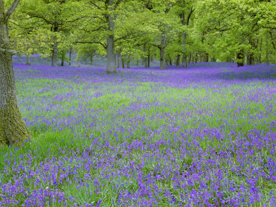 Bluebells Flowering In Beech Wood Perthshire, Scotland, Uk by Pete Cairns Pricing Limited Edition Print image