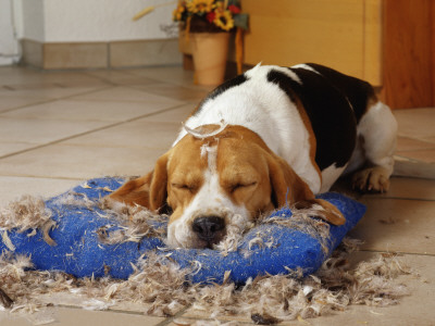 Beagle With Destroyed Pillow by Steimer Pricing Limited Edition Print image