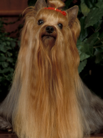 Yorkshire Terrier With Hair Tied Up And Very Long Hair by Adriano Bacchella Pricing Limited Edition Print image