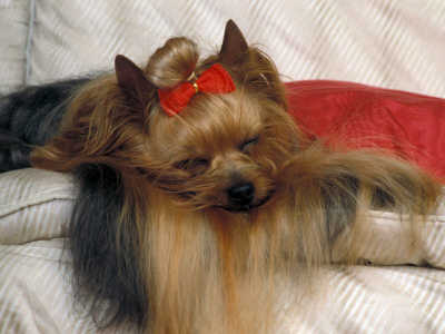 Yorkshire Terrier Sleeping On Cushion by Adriano Bacchella Pricing Limited Edition Print image