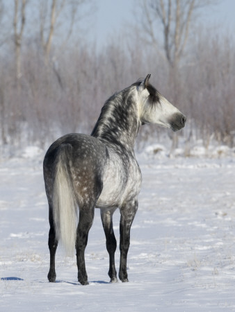 Rear View Of Grey Andalusian Stallion Standing In Snow, Longmont, Colorado, Usa by Carol Walker Pricing Limited Edition Print image