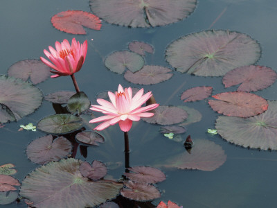 Midnight' Water Lilies, Germany by Petra Wegner Pricing Limited Edition Print image