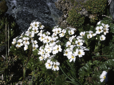 Small White Flowers, Chile by Pablo Sandor Pricing Limited Edition Print image