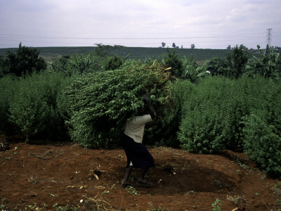 Woman Working, South Africa by Ryan Ross Pricing Limited Edition Print image