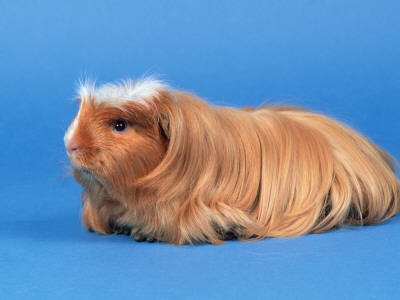 Satin Gold American Crested Coronet Guinea Pig by Petra Wegner Pricing Limited Edition Print image