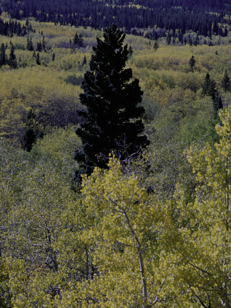 Fall Colors, Boulder by Michael Brown Pricing Limited Edition Print image