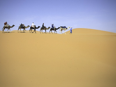 Camels In Caravan Walking In Desert, Morocco by Michael Brown Pricing Limited Edition Print image