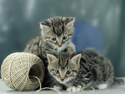 Kittens At Play by Steimer Pricing Limited Edition Print image