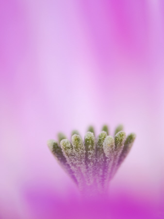 Lace Cactus Flower Abstract, Texas, Usa by Rolf Nussbaumer Pricing Limited Edition Print image