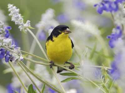 Lesser Goldfinch Black-Backed Male On Mealy Sage Hill Country, Texas, Usa by Rolf Nussbaumer Pricing Limited Edition Print image