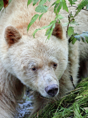 Kermode Spirit Bear, White Morph Of Black Bear, Princess Royal Island, British Columbia, Canada by Eric Baccega Pricing Limited Edition Print image