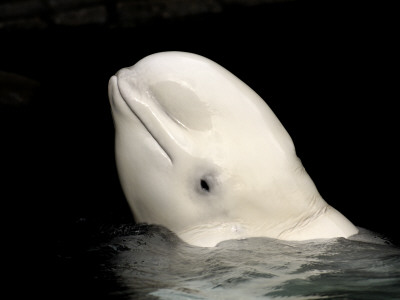 Beluga White Whale Surfacing, Vancouver Aquarium, Canada by Eric Baccega Pricing Limited Edition Print image
