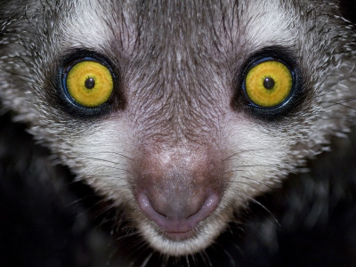 Aye-Aye Captive, From Madagascar, Endangerd Species, Bristol Zoo by Mark Carwardine Pricing Limited Edition Print image