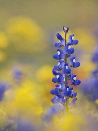 Texas Bluebonnet In Field Of Wildflowers, Gonzales County, Texas by Rolf Nussbaumer Pricing Limited Edition Print image