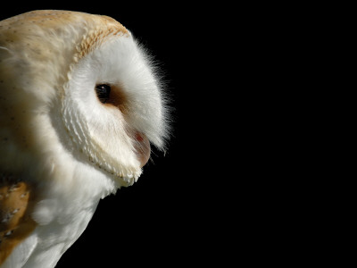Barn Owl , Cornwall, Uk by Ross Hoddinott Pricing Limited Edition Print image
