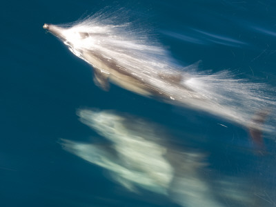 Long-Beaked Common Dolphin Surfacing, Baja California, Sea Of Cortez, Mexico by Mark Carwardine Pricing Limited Edition Print image