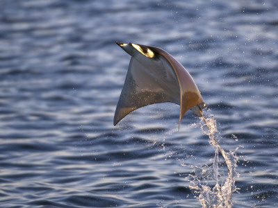 Smoothtail Ray Mobula Flying Out Of The Water, Baja California, Sea Of Cortez, Mexico by Mark Carwardine Pricing Limited Edition Print image