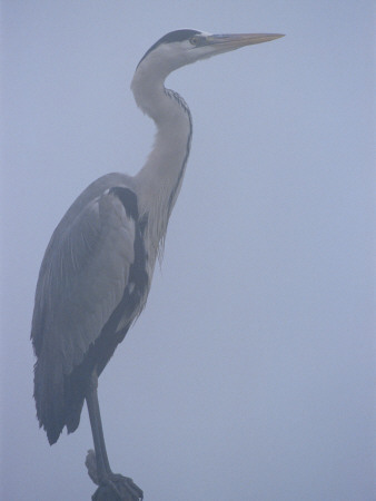 Grey Heron In Mist, Keoladeo Ghana Np, Bharatpur, Rajasthan, India by Jean-Pierre Zwaenepoel Pricing Limited Edition Print image