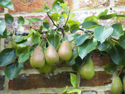 Pear Variety 'Vicar Of Winkfield' Ripening Fruit Growing In Walled Garden, England, Uk by Gary Smith Pricing Limited Edition Print image