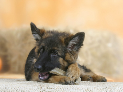 Domestic Dog, German Shepherd Alsatian Juvenile. 5 Months Old, Chewing On Rawhide Bone by Petra Wegner Pricing Limited Edition Print image