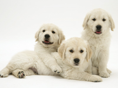 Three Golden Retriever Pups by Jane Burton Pricing Limited Edition Print image