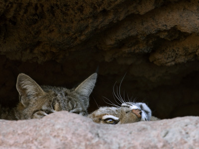 Two American Bobcats Peering Over Rock In Cave. Arizona, Usa by Philippe Clement Pricing Limited Edition Print image