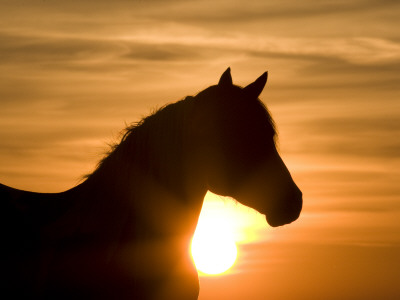 Silhouette Of Wild Horse Mustang Pinto Mare At Sunrise, Mccullough Peaks, Wyoming, Usa by Carol Walker Pricing Limited Edition Print image