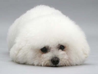 Bichon Frise Lying Down, Chin On Floor by Jane Burton Pricing Limited Edition Print image