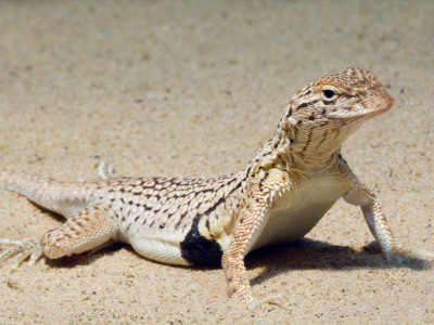 Yuman Desert Fringe-Toed Lizard Portrait. Arizona, Usa by Philippe Clement Pricing Limited Edition Print image