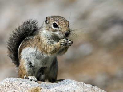 Harris Antelope Squirrel Feeding On Seed. Organ Pipe Cactus National Monument, Arizona, Usa by Philippe Clement Pricing Limited Edition Print image