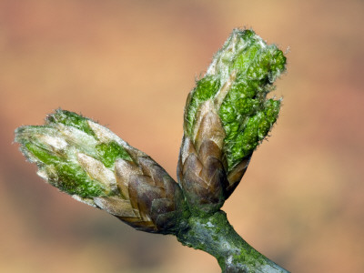 English Oak Tree Buds. Belgium by Philippe Clement Pricing Limited Edition Print image