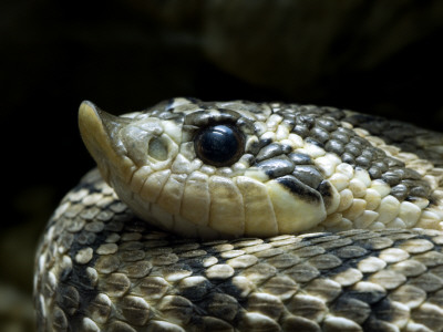 Western Hognose Snake Portrait. Arizona, Usa by Philippe Clement Pricing Limited Edition Print image