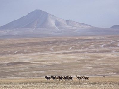 Herd Of Tibetan Wild Ass Roams The Chang Tang Nature Reserve In Central Tibet., December 2006 by George Chan Pricing Limited Edition Print image