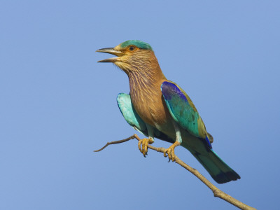 Indian Roller Calling, Bandhavgarh National Park, India 2007 by Tony Heald Pricing Limited Edition Print image