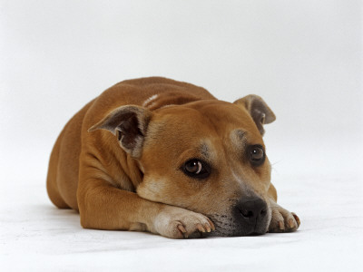 Red Staffordshire Bull Terrier Bitch, 3 Years Old, Lying With Head Down by Jane Burton Pricing Limited Edition Print image