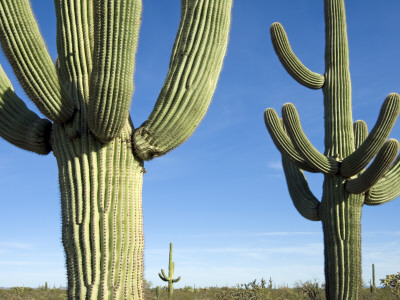 Saguaro Cactus, Organ Pipe Cactus National Monument, Arizona, Usa by Philippe Clement Pricing Limited Edition Print image