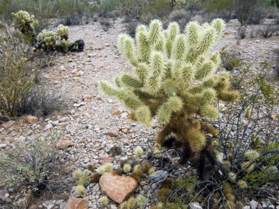 Teddybear Cholla, Organ Pipe National Monument, Arizona, Usa by Philippe Clement Pricing Limited Edition Print image