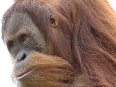 Orang Utan, Young Male Aged 9 Years, Iucn Red List Of Endangered Species by Eric Baccega Pricing Limited Edition Print image