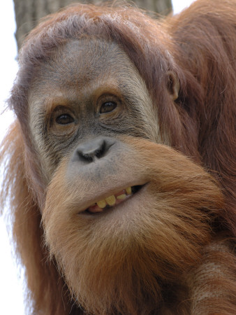 Orang Utan, Young Male Aged 9 Years, Smiling, Iucn Red List Of Endangered Species by Eric Baccega Pricing Limited Edition Print image