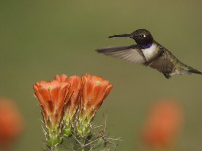 Black-Chinned Hummingbird Male In Flight Feeding On Claret Cup Cactus Hill Country, Texas, Usa by Rolf Nussbaumer Pricing Limited Edition Print image