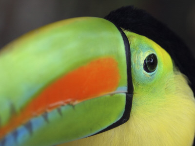 Keel Billed Toucan, Costa Rica by Edwin Giesbers Pricing Limited Edition Print image