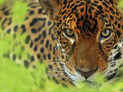 Jaguar Portrait, Costa Rica by Edwin Giesbers Pricing Limited Edition Print image