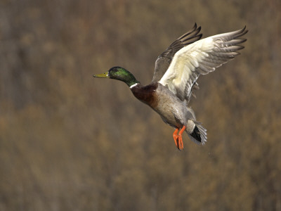Mallard Drake Flying, Bosque Del Apache National Wildlife Refuge, New Mexico, Usa by Mark Carwardine Pricing Limited Edition Print image