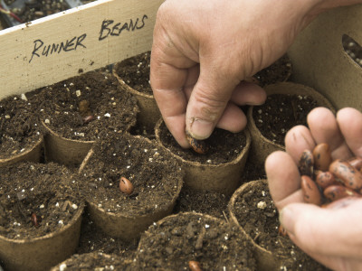 Sowing Runner Bean Seeds In Peat Pots In The Greenhouse, Norfolk, Uk by Gary Smith Pricing Limited Edition Print image