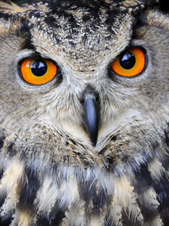 Eurasian Eagle-Owl Captive, France by Eric Baccega Pricing Limited Edition Print image