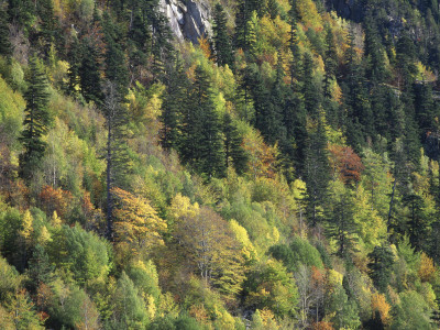 Autumnal Trees In D'aiguestortes National Park, Alta Ribagorca, Catalonia, Spanish Pyrenees by Inaki Relanzon Pricing Limited Edition Print image