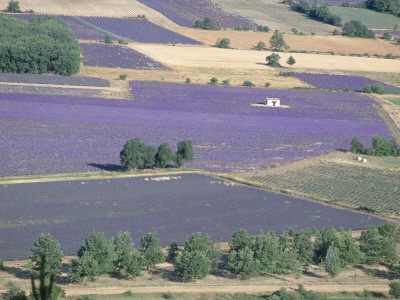 Mosaic Of Fields Of Lavander Flowers Ready For Harvest, Sault, Provence, France, June 2004 by Inaki Relanzon Pricing Limited Edition Print image