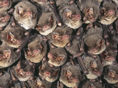 Close Up Of Colony Of Schreiber's Long Fingered Bat Roosting In Cave, France by Inaki Relanzon Pricing Limited Edition Print image