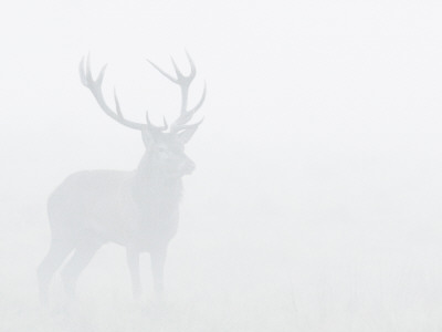 Red Deer Stag In Thick Fog, Dyrehaven, Denmark by Edwin Giesbers Pricing Limited Edition Print image